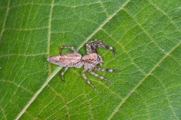Bronze Hopper Jumping Spider with Striped Legs on Leaf