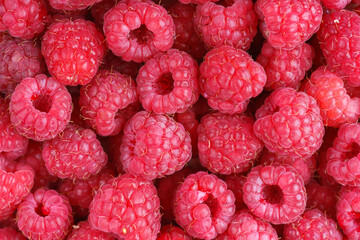 Macro, close up photo of red ripe fresh raspberries with juicy texture and bright color. Food backround, dessert ingredient, healthy eating, natural organic fruit themes.