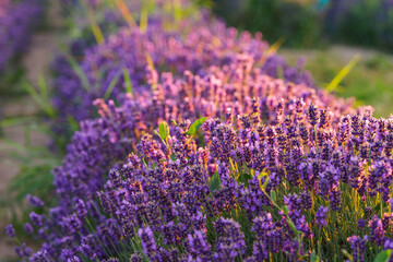 Lavender bushes in row, blooming under warm sunlight in peaceful purple and green summer field with soft sunset lignt background. Landscape, natural background, herbal wallpaper