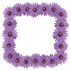 Floral frame of purple asters with soft petals against a white background