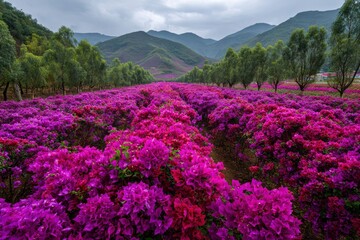 A field of purple and pink flowers leads to mountains under a cloudy sky landscape