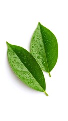 Fresh green leaves with water droplets (1)