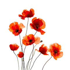 Obraz premium Vibrant poppy blossoms against a black background