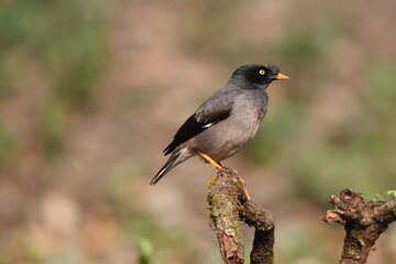 The jungle myna (Acridotheres fuscus) is a myna, a member of the starling family. This photo was taken in India.