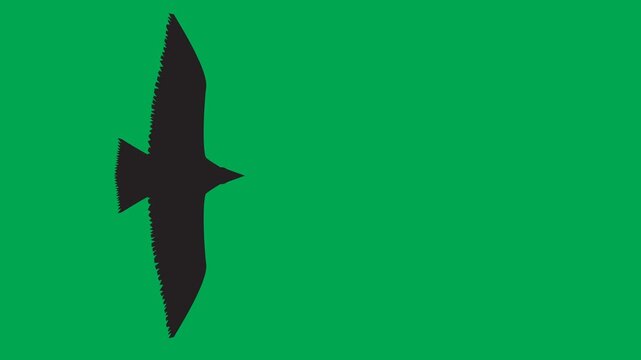 Bird silhouette animation flying horizontally from right to left and left to right on green screen. 4K animated for bird shadow, overlay, motion graphics, and transitions.