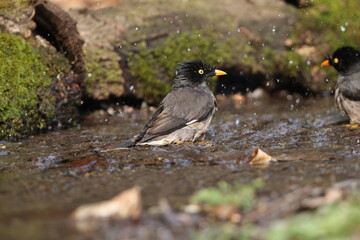 The jungle myna (Acridotheres fuscus) is a myna, a member of the starling family. This photo was taken in India.