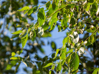 green leaves on a blue sky background