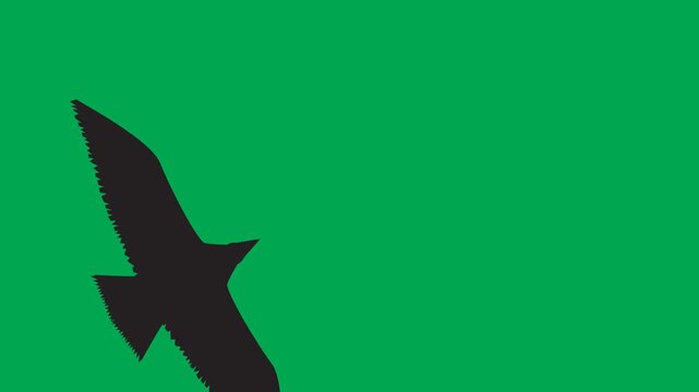 Bird silhouette animation flying diagonally to each corner on green screen. 4K animated for bird shadow, overlay, motion graphics, and transitions.