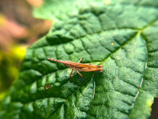 Xenotruxalis fenestrata 