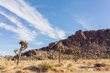 Joshua Tree