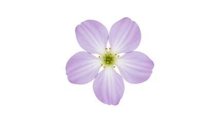 Purple Flower - Isolated on Transparent Background PNG