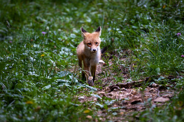 Red fox in the forests of Slovenia - Vulpes vulpes.