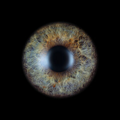 Detailed close-up view reveals the stunning, intricate patterns and colors of an eyeball
