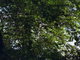 trees in the forest