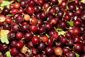 Fresh Red Gooseberries complemented by vibrant Green Leaves ready for delightful enjoyment