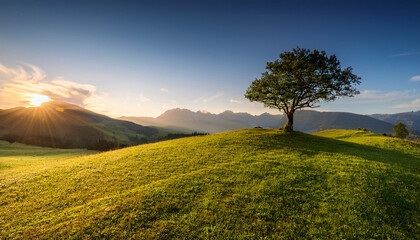 Fototapeta premium lonely tree on a green hill at sunrise with mountain backdrop in a tranquil setting