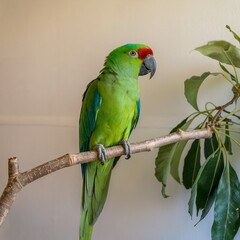  A photo of a vibrant green parrot with a striking red forehead and a sharp, gray beak.