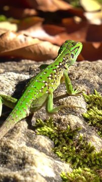 bright green lizard perched on rock in sunlit forest clearing
