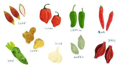 スパイスのセット　水彩風手描きイラスト