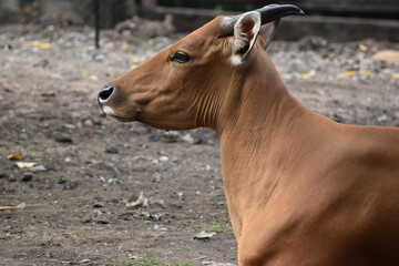 The red cow is facing left