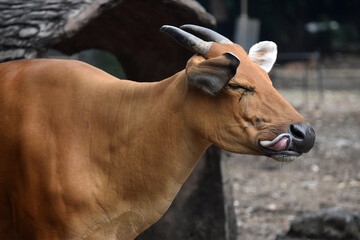 The red cow is sticking his tongue out