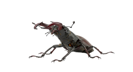 A stag beetle with large mandibles is shown in a close up shot against a black isolated background