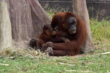 The orangutan mother is breastfeeding her baby 