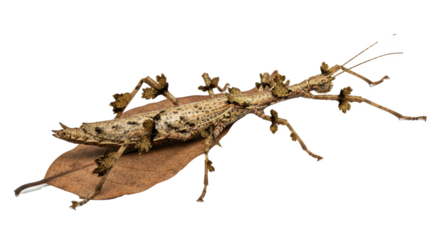 Close up of a giant prickly stick insect resting on a brown leaf against a black background space around it