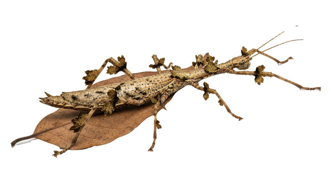 Close up of a giant prickly stick insect resting on a brown leaf against a black background space around it