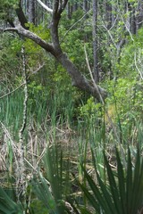 Huntington Beach State Park