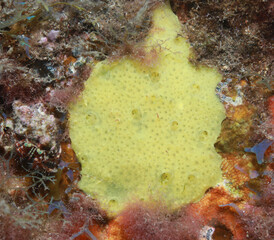 Type of yellow sea sponge