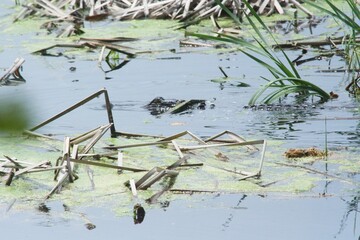 Huntington Beach State Park