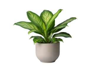 Calathea Ornata Pinstripe Plant in Pot on transparent background