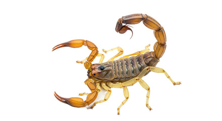 Close up shot of a brown and yellow scorpion with its tail curled up on a black background image view
