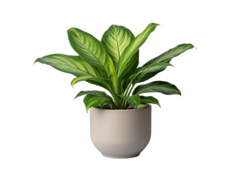 Calathea Ornata Pinstripe Plant in Pot on transparent background