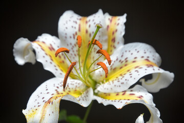 背景素材の百合の花