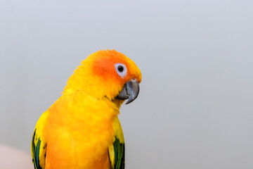 Colorful tropical parrot with yellow feathers relaxes quietly, showcasing its vivid plumage gentle demeanor.