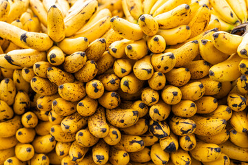 Bunches of ripe, yellow murrapo bananas, Colombian farmers' market