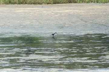 Huntington Beach State Park