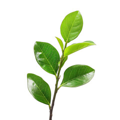 Fototapeta premium Close-up of vibrant green leaves on a stem