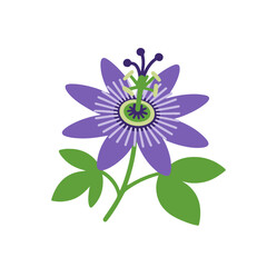 flowers Passionflower illustration vector on white background
Vector illustration on white background flowers