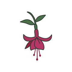 flowers Fuchsia illustration vector on white background
Vector illustration on white background flowers