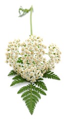 Close-up of a flowering plant with fern-like leaf