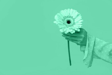 Female hand with gerbera flower on mint background with space for text