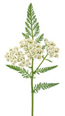 Close-up of a flowering plant