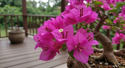 Vibrant Bougainvillea Blossoms in Focus on Wooden Deck Surrounded by Lush Greenery and Natural Light