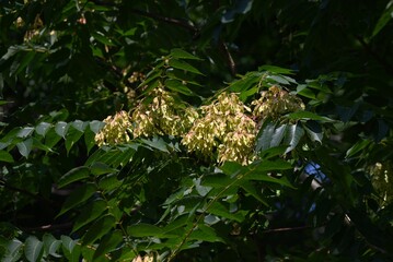 Tree of heaven (Ailanthus altissima) samara.Simaroubaceae alanthus deciduous tree.The seeds of the...