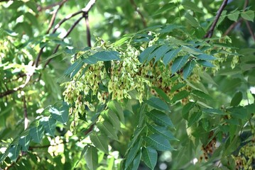 Obraz premium Tree of heaven (Ailanthus altissima) samara.Simaroubaceae alanthus deciduous tree.The seeds of the samara are blown away by the wind in autumn and reproduce.
