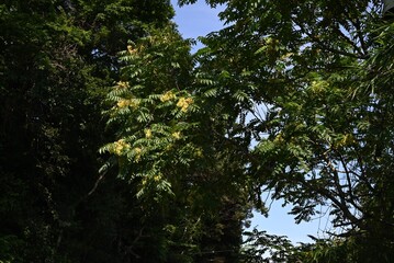 Tree of heaven (Ailanthus altissima) samara.Simaroubaceae alanthus deciduous tree.The seeds of the...