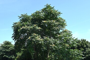 Tree of heaven (Ailanthus altissima) samara.Simaroubaceae alanthus deciduous tree.The seeds of the...